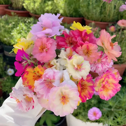 🌸 Portulaca, Moss Rose Double Mixed Colors Seeds
