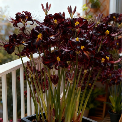 🌷·̩̩̥͙*̩̩̥͙˚̩̥̩̥Glow Like Magic — Stunning Spider Lilies Made Easy