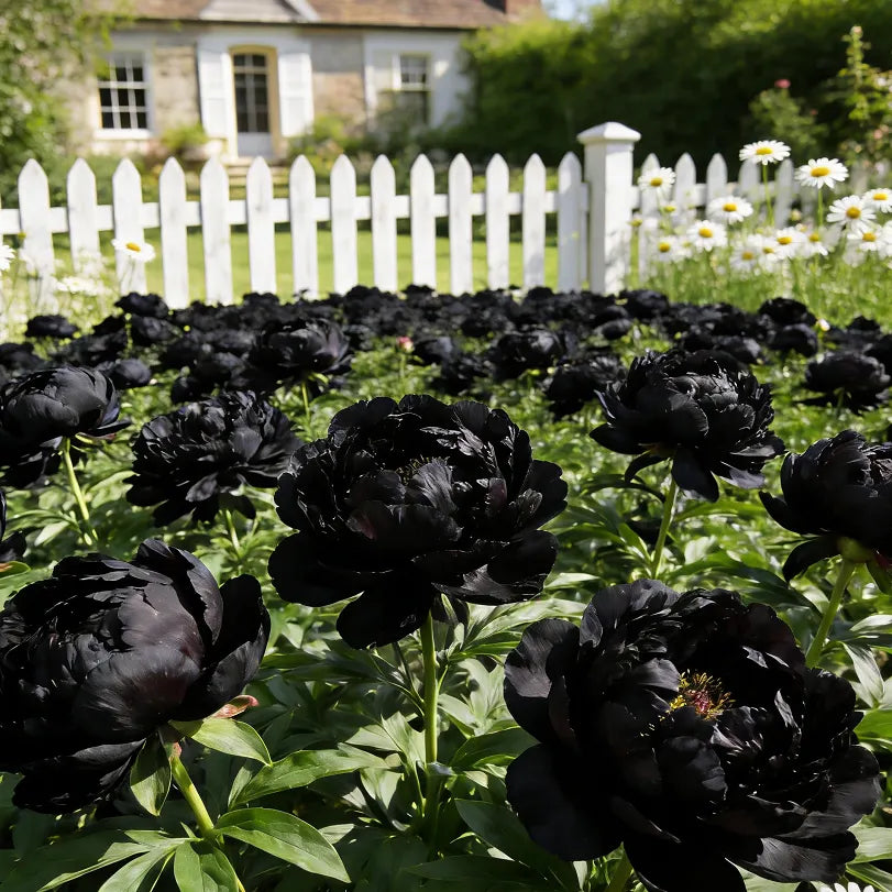 🌺'King of Flowers' Rare Double Peony Roots