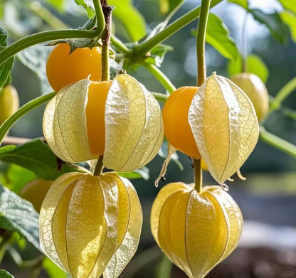 🍅 "Snacks" among fruits - 🤩Golden lantern fruit✨