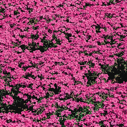 💐Creeping Phlox Seeds✨Vibrant Tapestry of Color