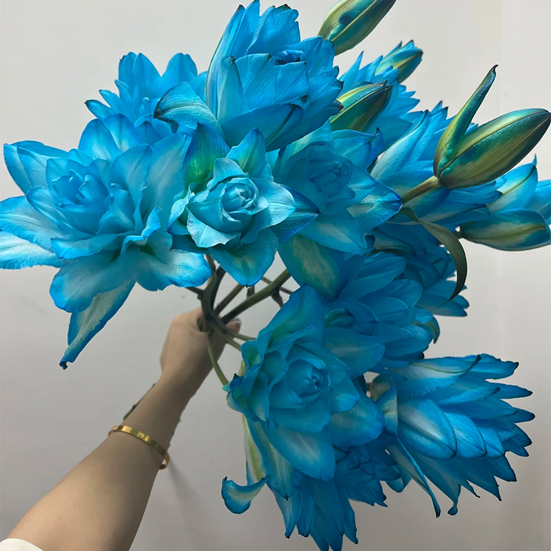 🌸Unique Lily Seeds Mix | A Collector’s Choice for Garden Lovers