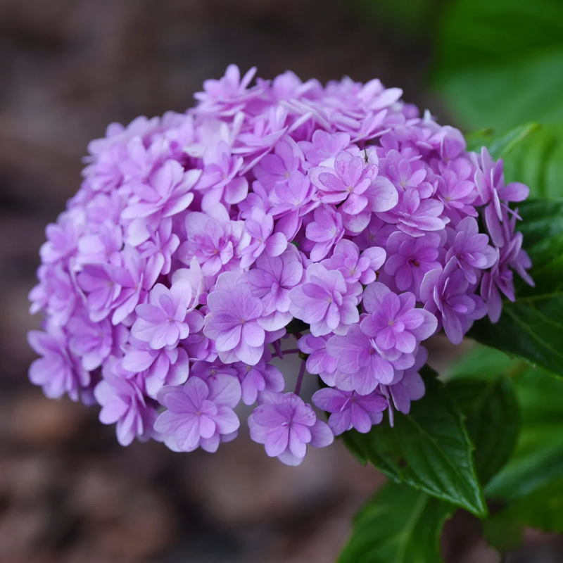 💙 Rare Blue Hydrangea Seeds