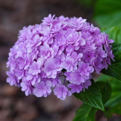 💙 Rare Blue Hydrangea Seeds