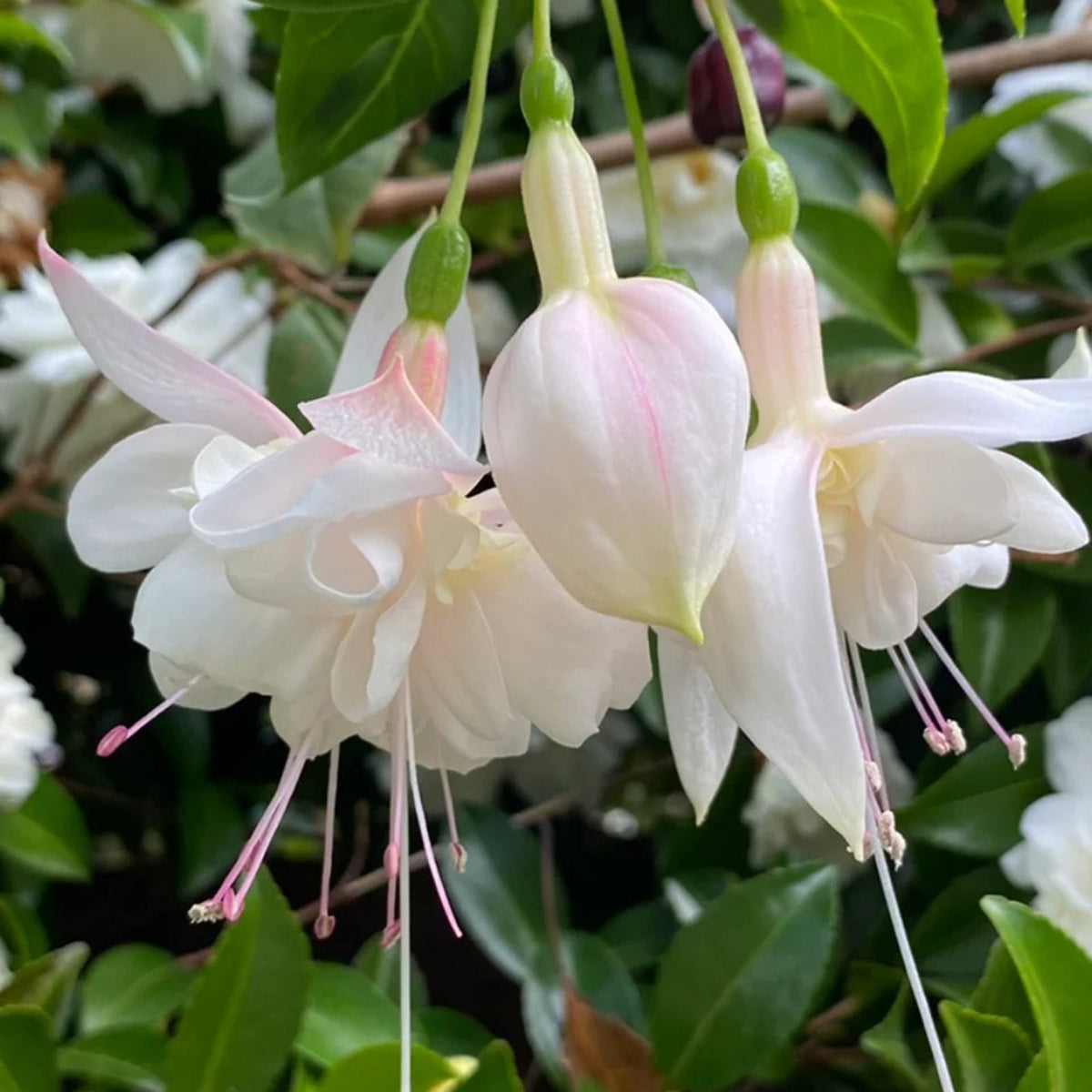 🌱Fuchsia Hybrida Voss bulbs –🌺Exotic Colorful Flowers That Thrive Easily！