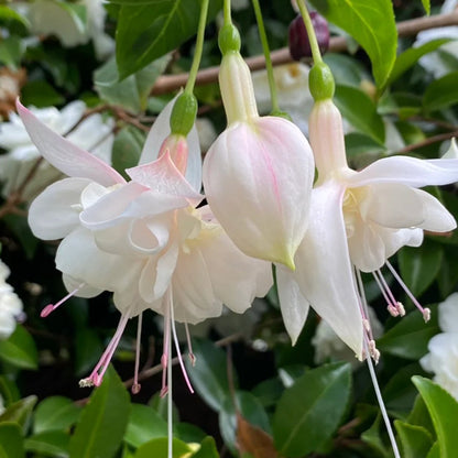 🌱Fuchsia Hybrida Voss bulbs –🌺Exotic Colorful Flowers That Thrive Easily！
