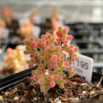 🌱🍬Sweet Citrus Succulent Seeds | Unique Candy-Like Mini Plants🌸