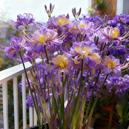 🌷·̩̩̥͙*̩̩̥͙˚̩̥̩̥Glow Like Magic — Stunning Spider Lilies Made Easy