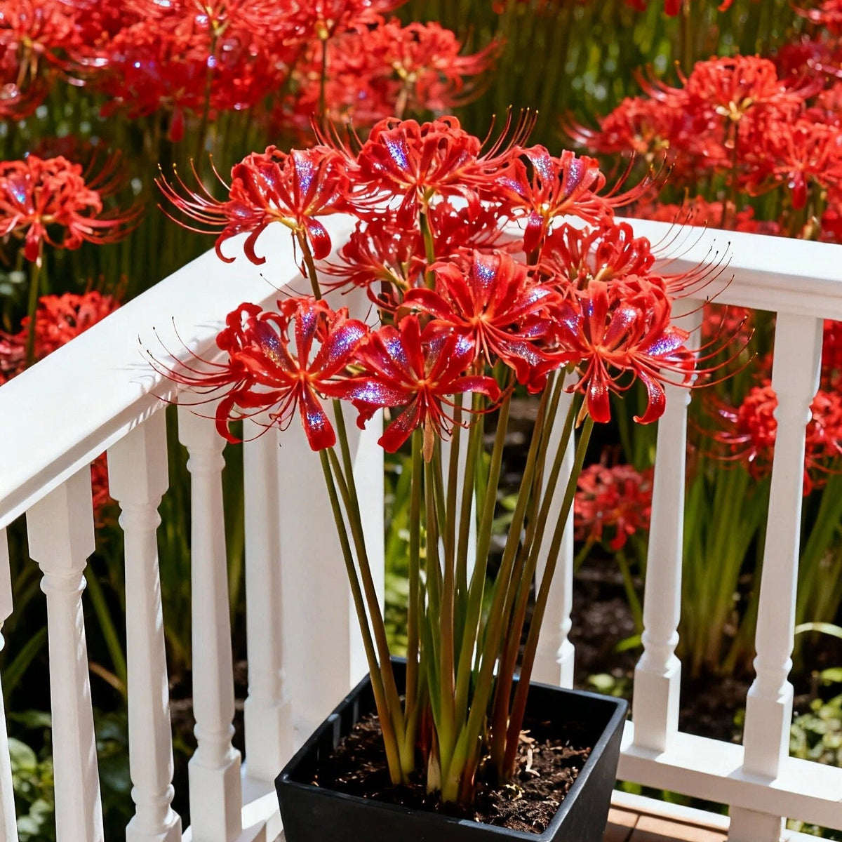 🌷·̩̩̥͙*̩̩̥͙˚̩̥̩̥Glow Like Magic — Stunning Spider Lilies Made Easy