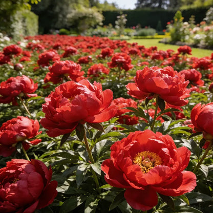 🌺'King of Flowers' Rare Double Peony Roots