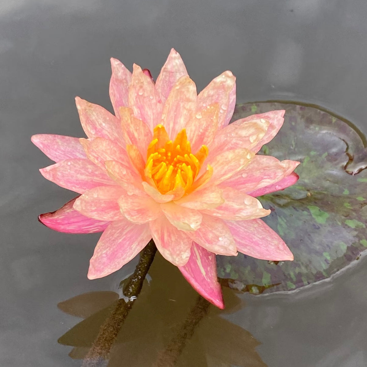 ✨🪷 Water Lilies: Transform Your Water Garden into a Living Masterpiece