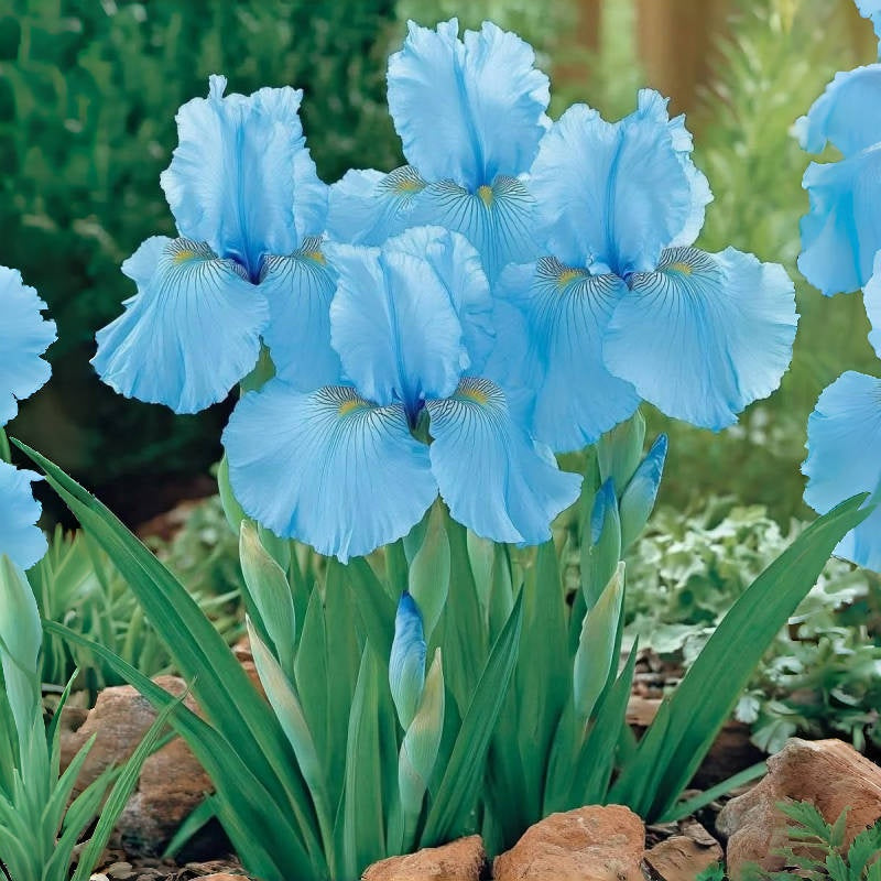 ‎⚘ ﹏Tall Bearded Iris with Bold, Elegant Blooms
