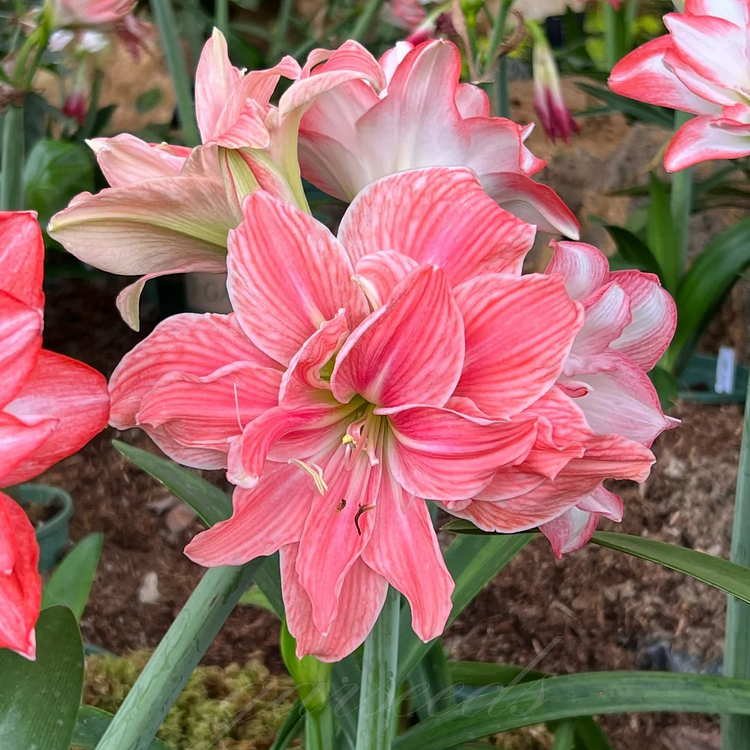 ꙳⋆🫧Giant Double-Flowered Amaryllis Bulbs – Spectacular Blooms This Season!🌼
