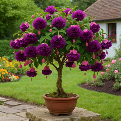 𐙚🎐Transform shaded areas with double fuchsia plants featuring rich color and flowing, elegant blooms🪄