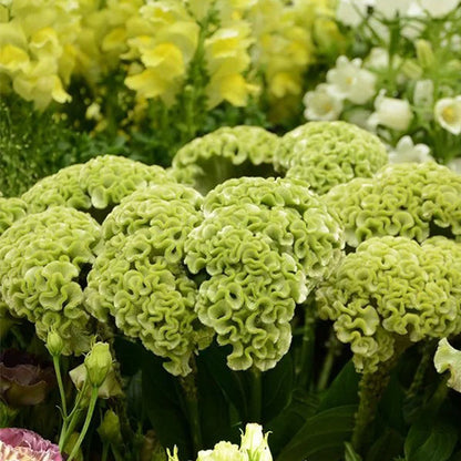 💮🌱Cockscomb Celosia Seeds