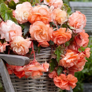 🌸🌸Colorful Weeping Crabapple Seeds | Elegant Cascading Garden Blooms