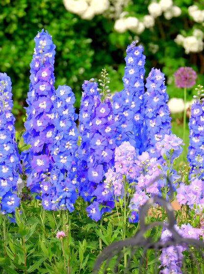 💙Grow Tall, Elegant Delphinium Flowers for a Dreamy Cottage Garden