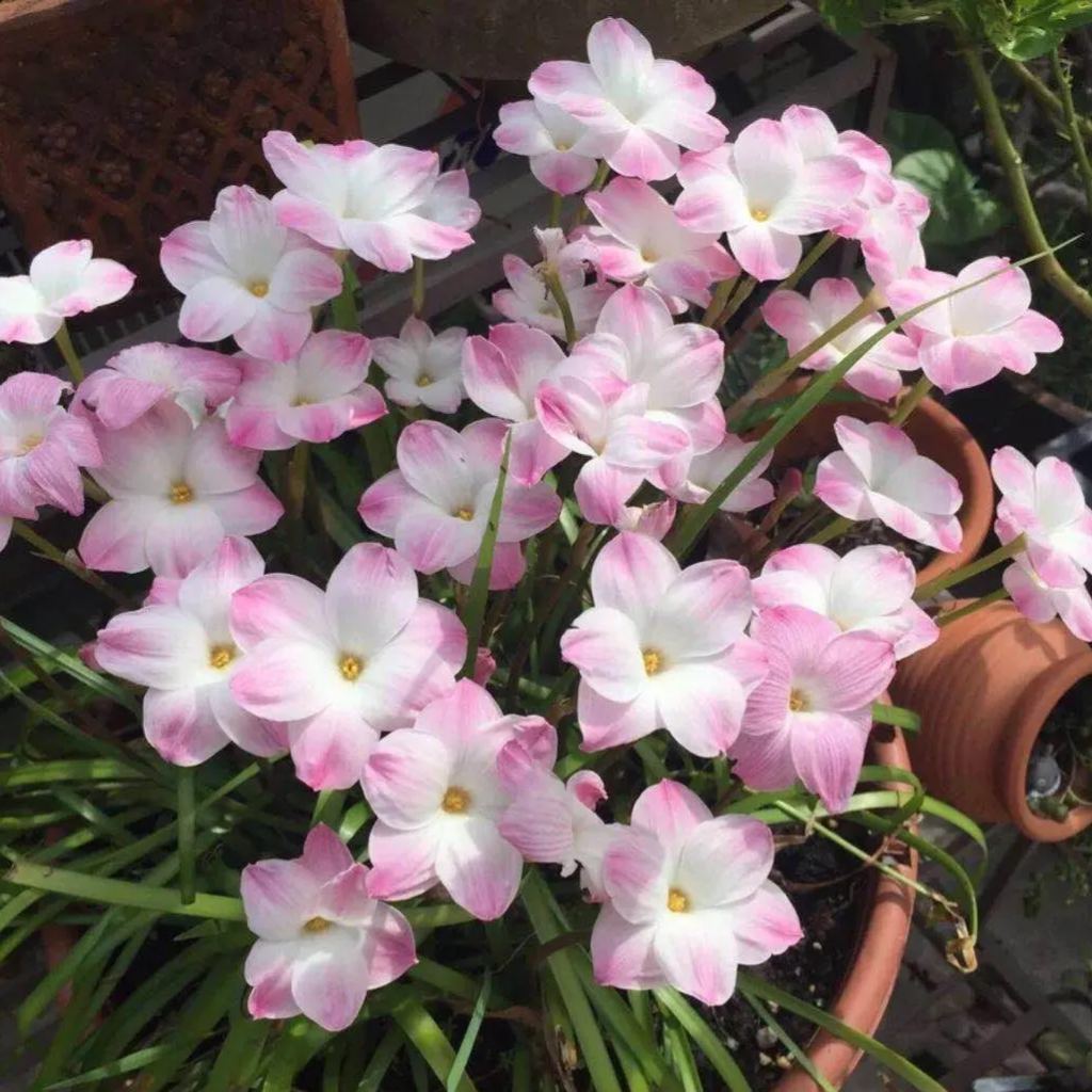 Premium Rain Lily Bulbs-Repeat-Blooming • Heat-Tolerant