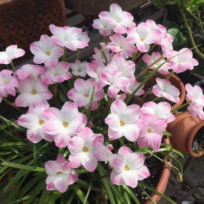 Premium Rain Lily Bulbs-Repeat-Blooming • Heat-Tolerant