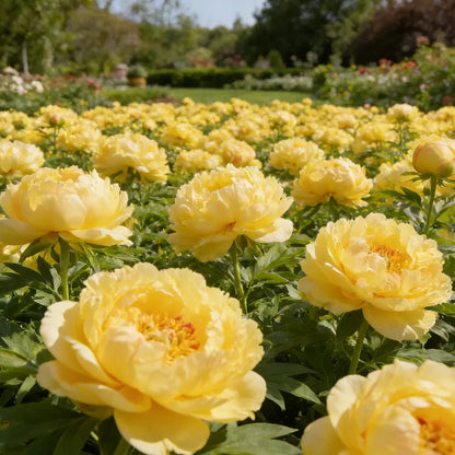 🌺'King of Flowers' Rare Double Peony Roots