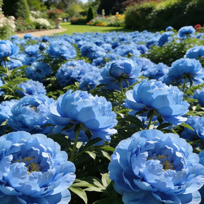 🌺'King of Flowers' Rare Double Peony Roots