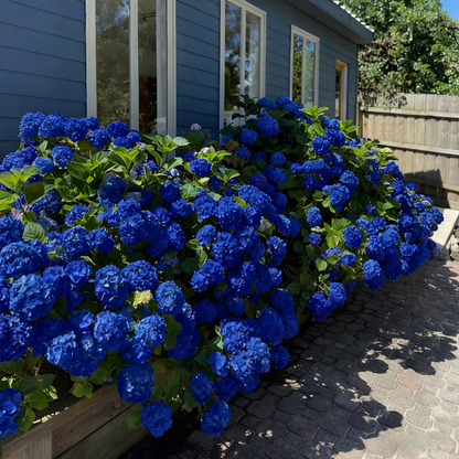 💙 Rare Blue Hydrangea Seeds