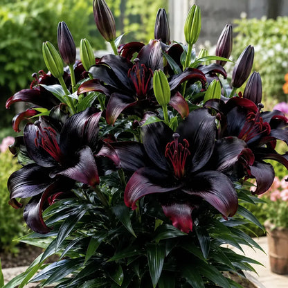 🌸 Premium Lily Bulbs – Fragrant Perennial Blooms for Gardens & Containers