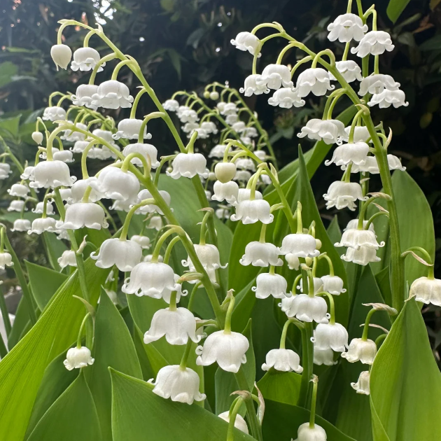 🎐♡Lily of the Valley—Happiness Arrives