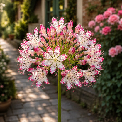 🏠🌸 Celestial Lace Agapanthus Bulbs 🌿 Elegant Blooms, Easy to Grow