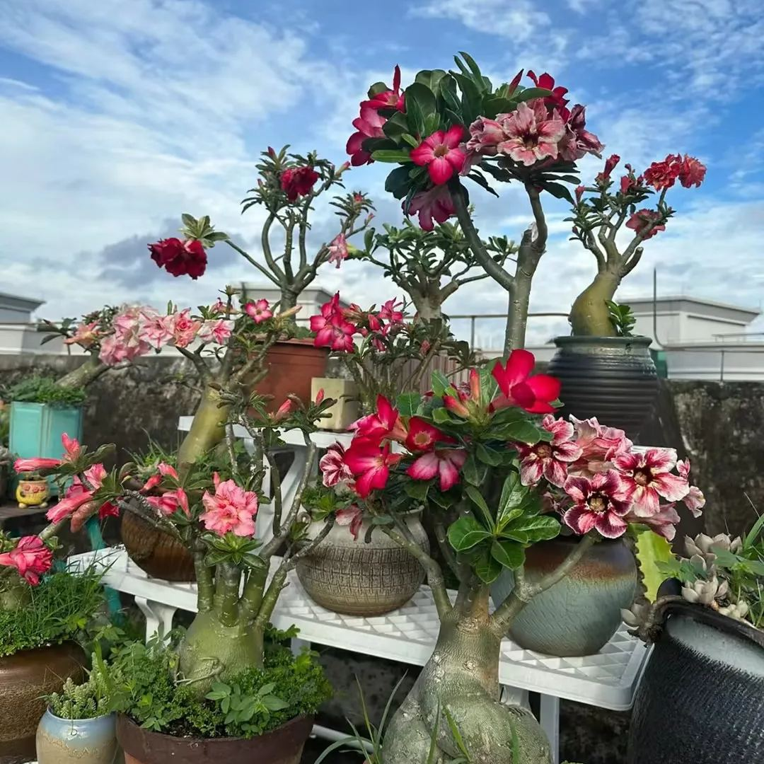 🌸Adenium Desert Rose -No green thumb needed! 🌵 Rare Adenium Obesum Bulbs🌹