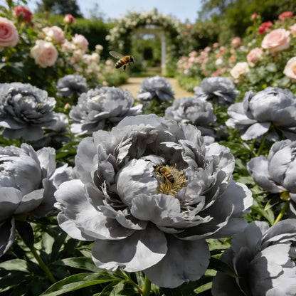🌺'King of Flowers' Rare Double Peony Roots