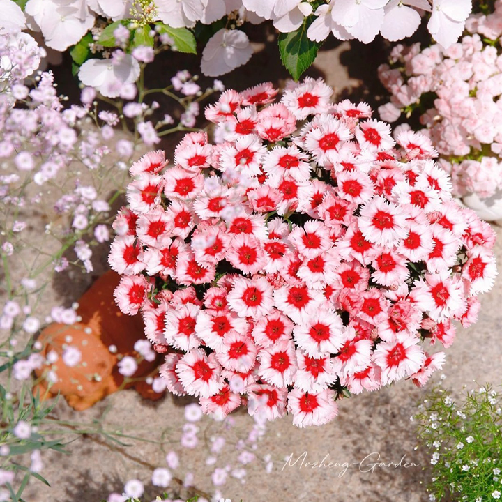 🌸🌸💮💮Strawberry Colored Dianthus Potted Plant seeds
