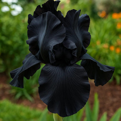 ‎⚘ ﹏Tall Bearded Iris with Bold, Elegant Blooms