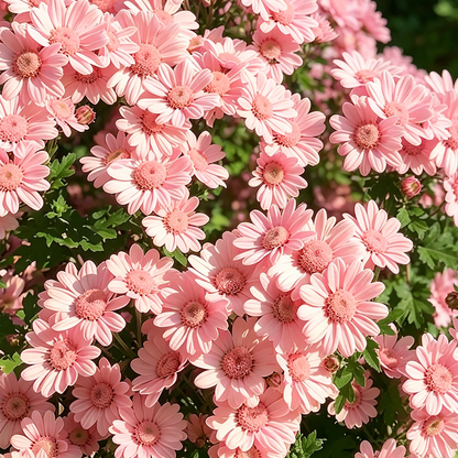 🌼 Pyrethrum Daisy Seeds 🛡️ Naturally Repels Pests While Brightening Your Garden 🌿