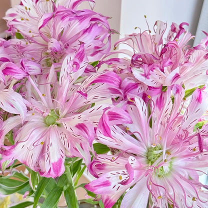 🌸Unique Lily Seeds Mix | A Collector’s Choice for Garden Lovers