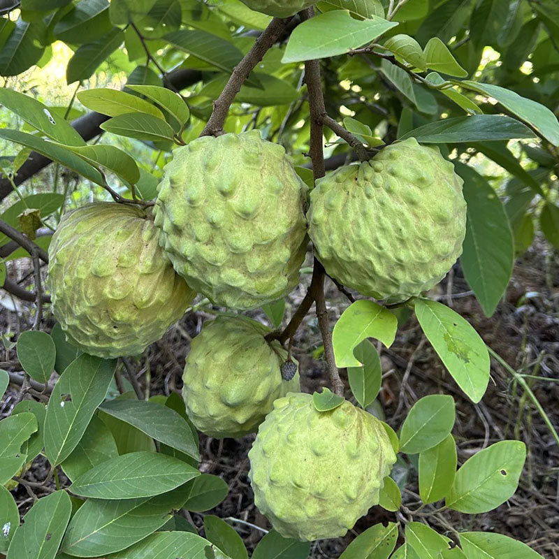 🍈 Premium Sugar Apple Bulbs – Grow Sweet Tropical Fruit At Home