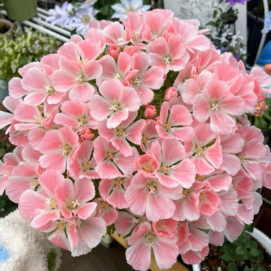 Godetia flower seeds 🌼 Clarkia amoena (Farewell-to-Spring)