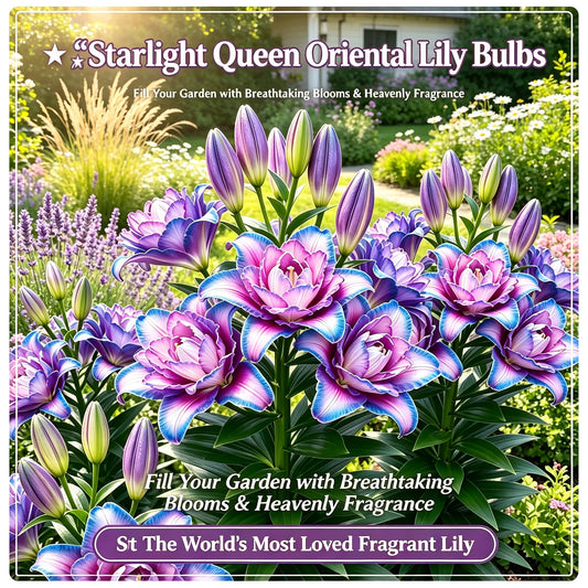 🌸Starlight Queen Oriental Lily Bulbs