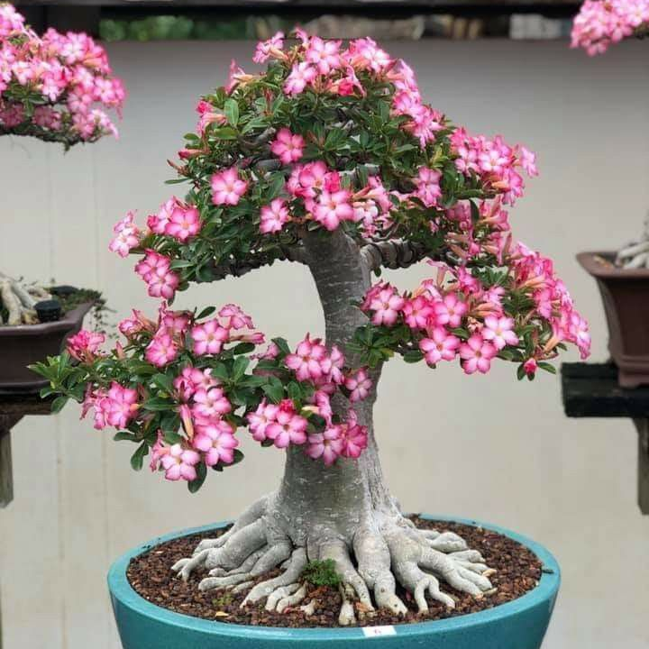 🌸Adenium Desert Rose -No green thumb needed! 🌵 Rare Adenium Obesum Bulbs🌹