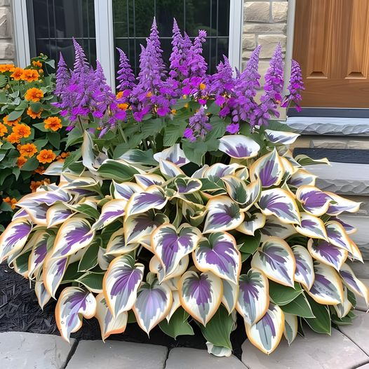 🔥Premium Hosta Seeds🌸Easy to Grow, Comes Back Every Year ✨ Perfect for Beginners