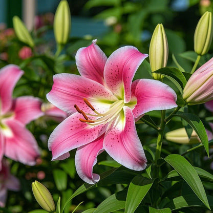 🌸Starlight Queen Oriental Lily Bulbs