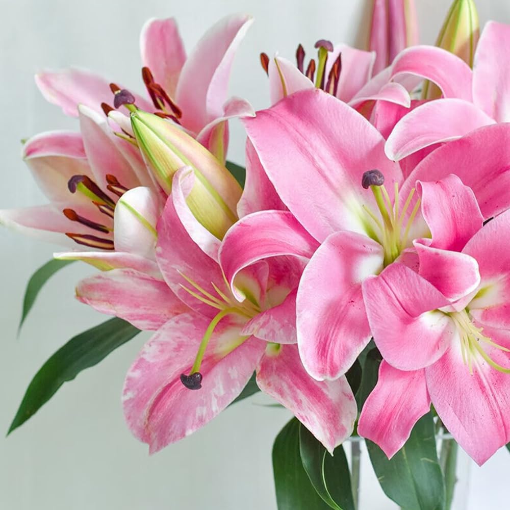 🌸 Premium Lily Bulbs – Fragrant Perennial Blooms for Gardens & Containers