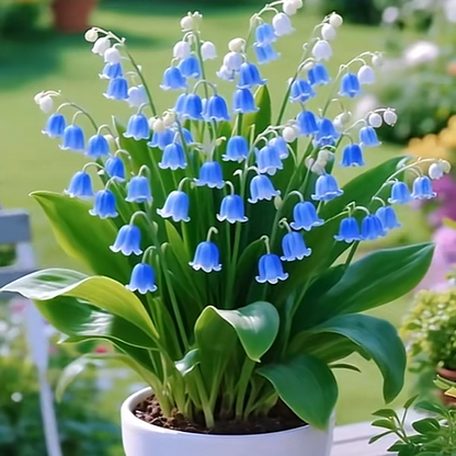 💐 Lily of the Valley – Bring Home Pure Happiness Today