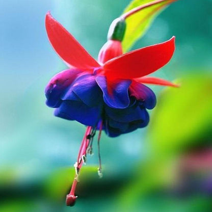 🧚🏼Fuchsia Flowers Seeds-Dancing Elf Bonsai