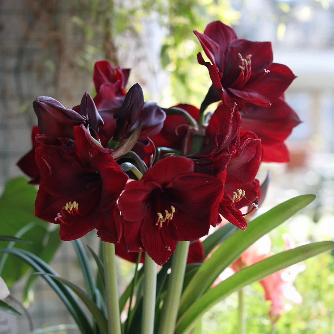 ꙳⋆🫧Giant Double-Flowered Amaryllis Bulbs – Spectacular Blooms This Season!🌼