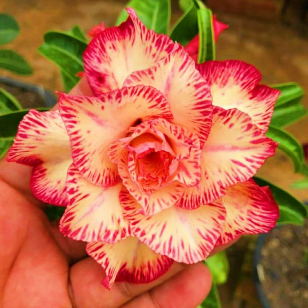 🌸Adenium Desert Rose -No green thumb needed! 🌵 Rare Adenium Obesum Bulbs🌹