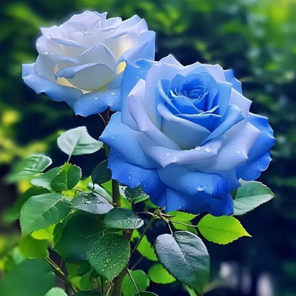 💙🌹Crushed Ice Blue Rose Seeds
