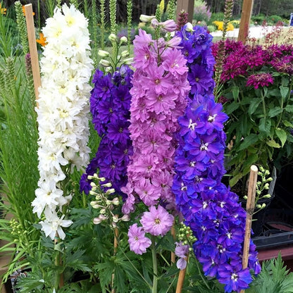 💙Grow Tall, Elegant Delphinium Flowers for a Dreamy Cottage Garden