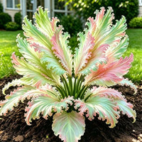 Green Pink