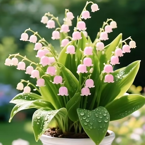 💐 Lily of the Valley – Bring Home Pure Happiness Today